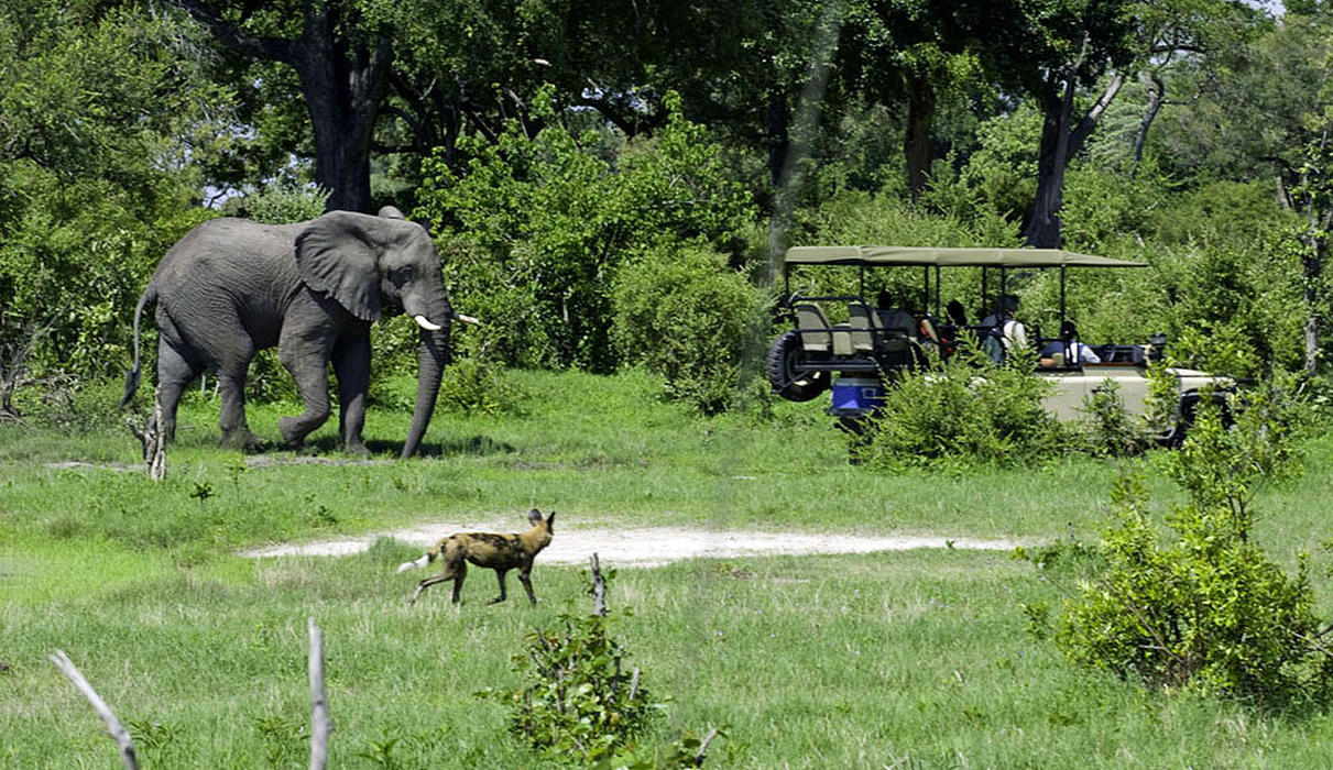 Elephant and wild dog seen on game drive